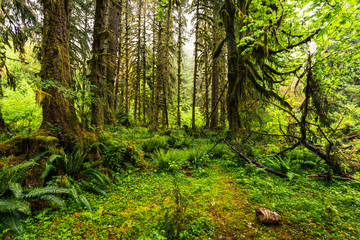 Fototapeta na wymiar Hoh Rain Forest, Washington, United States of America, nature, landscape, background, wildlife, elk, tourism, Travel USA, North America, evergreen