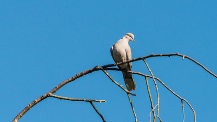 Collarless Dove