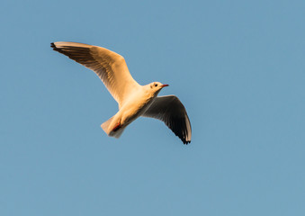 Black Headed Gull