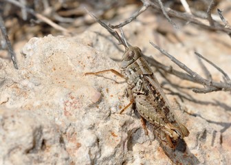 Calliptamus is a genus of 'short-horned grasshopper' belonging to the family Acrididae, subfamily Calliptaminae, Crete