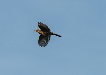Flying Blackbird