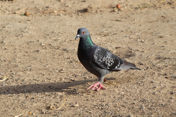 Piccione