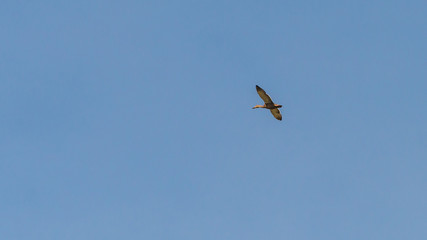 Flying Mallard