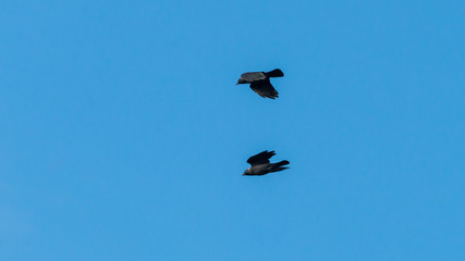 Jackdaw Pairing