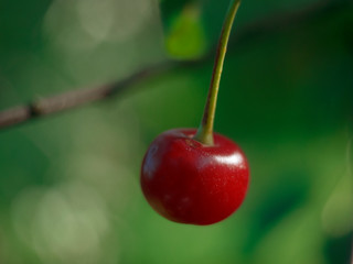 red cherry fruit on tree