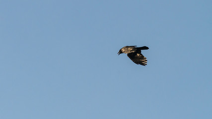 Crowing Crow