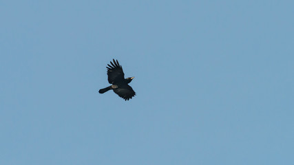 Flying Crow