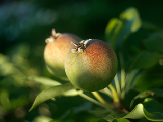 unripe pear fruit on the tree