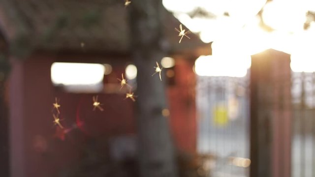 Bugs flying around in a sunbeam late on a summer's day