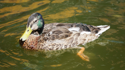 duck in water