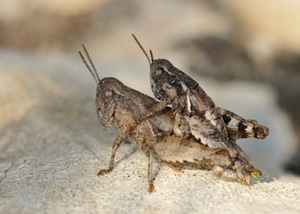 Common Maquis Grasshopper (Pezotettix giornae) is a species of 'short-horned grasshoppers' belonging to the family Acrididae subfamily Catantopinae