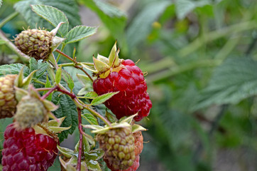 Ripe raspberries on a branch. Green bushes