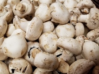 Farm Fresh Organic White Button Mushrooms. Bright summer fungi. Crisp and delicious. Diet food. Healthy and vibrant. Farm stand fungi. Salad ingredients.