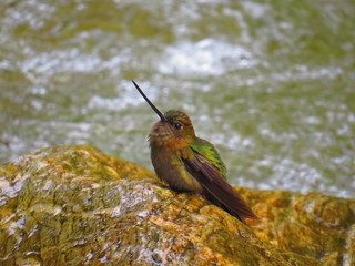 hummingbird 