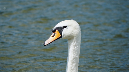 swan on the lake
