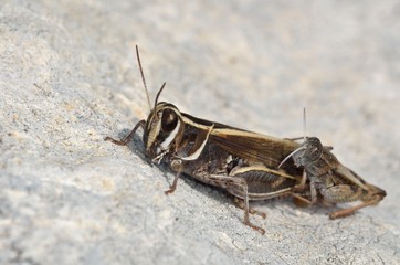 Calliptamus barbarus (Eurasian Pincer Grasshopper), Crete