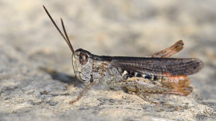 Chorthippus maritimus maritimus, an acridid grasshoppers, Crete