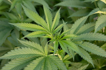 Fototapeta na wymiar Medical Cannabis crop almost ready for harvesting