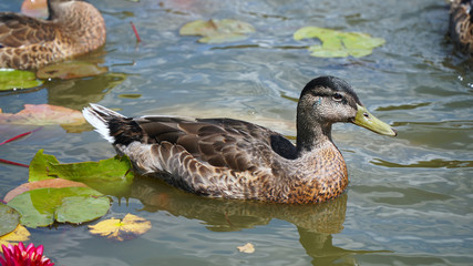 duck in the water