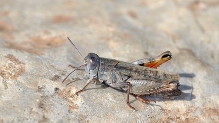 Calliptamus barbarus (Eurasian Pincer Grasshopper), Crete