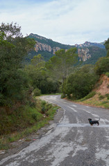 Dachshund on the road