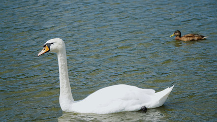swan on the lake
