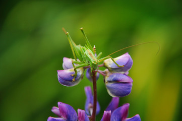 Grasshopper sits on lupine flower. Insects, wildlife, nature