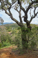 Cork tree growing in France