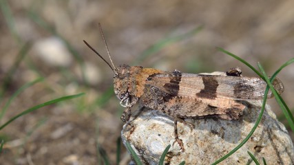 Oedipoda caerulescens (Blue-winged Grasshopper) is a grasshopper in the genus Oedipoda