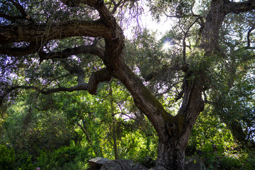 Naklejka premium Rooted