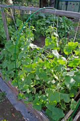 Young cucumbers on the garden