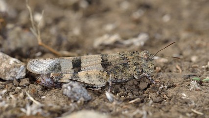 Oedipoda caerulescens (Blue-winged Grasshopper) is a grasshopper in the genus Oedipoda