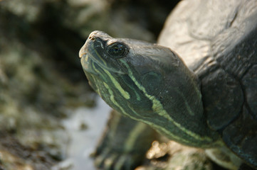 Water turtle. Western painted turtle (chrysemys picta)
