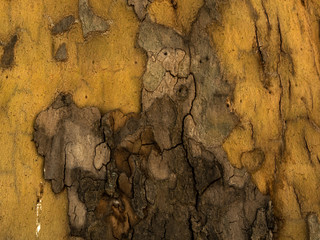  texture, base, natural, graphic, tree bark
