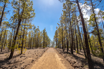 Lovely route among trees in the mountain of Teide