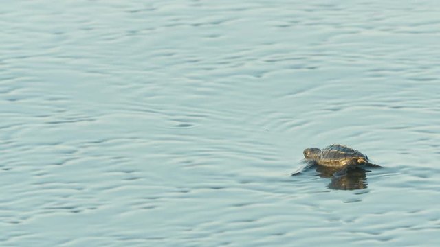 baby turtle on beach in wet sand is swept into ocean by a wave
