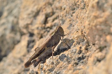 Aiolopus strepens (Broad Green-winged Grasshopper)  is a species of grasshopper belonging to the family Acrididae, subfamily Oedipodinae, Crete