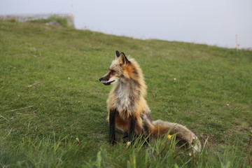 Fox sitting on Signal Hill Newfoundland