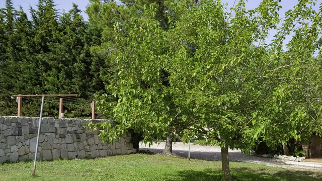 Green leaves of mulberry tree growth in nature garden. Natural green plants background