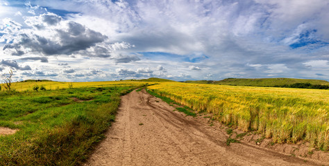Beautiful wheat field in windy weather. Field against the sky. Ukrainian landscape. Ukraine