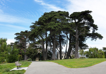 Fototapeta na wymiar Beautiful old cypresses on Alamo Square park in San Francisco, California