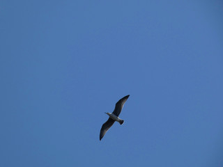 Gaviota volando bajo el cielo azul mediterráneo. Las gaviotas adultas tienen las plumas más...