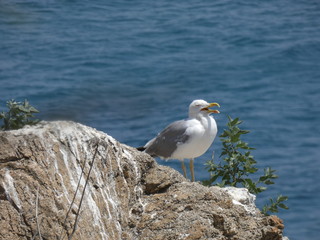 Gaviota con el fondo azul del mar mediterráneo; gaviota en una roca de un acantilado