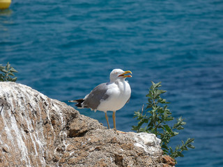 Gaviota con el fondo azul del mar mediterráneo; gaviota en una roca de un acantilado