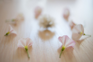 birch bindweed, fresh delicate flowers on light wooden table.	