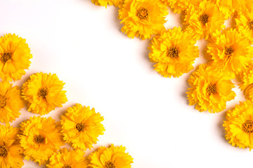 Composition of yellow flowers on a white background. Top view. Flat lay. Copy space.