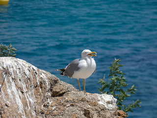 Gaviota con el fondo azul del mar mediterráneo; gaviota en una roca de un acantilado