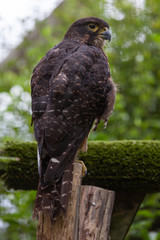 Willowbank Wildlife Reserve, Christchurch, South Island, New Zealand