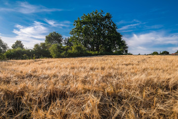 Weizenfeld mit Baumgruppe
