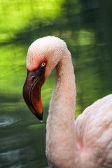 pink flamingo